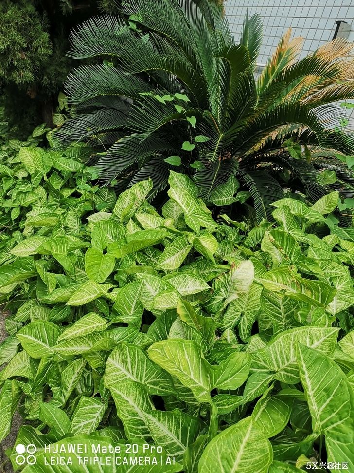 华为MATE 20&MATE 20 pro开箱微体验