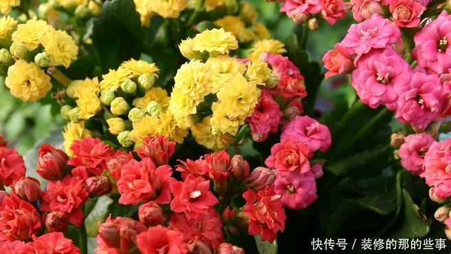  『妖娆』喜欢在家中养护花卉，就选择花期长，开花优美妖娆的3种花卉，美