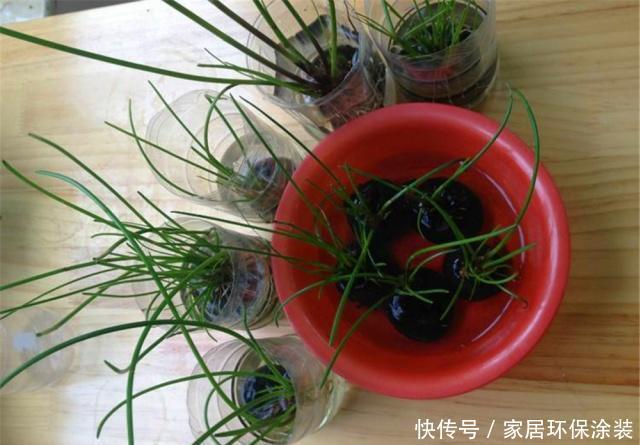  马蹄：厨房的“荸荠”发芽了，“泡”到杯中做成水培景，花友直说有创意