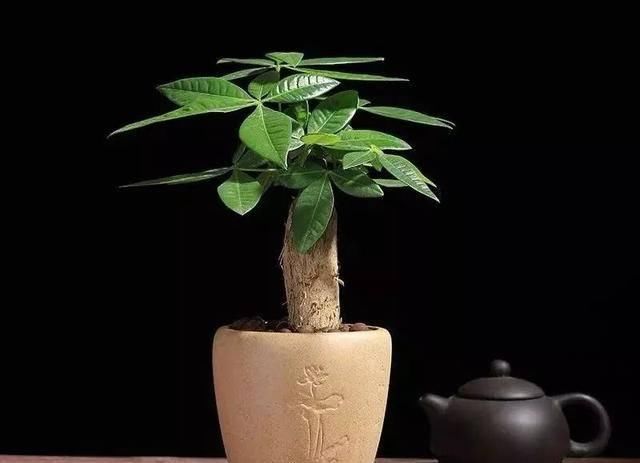  反而■5种花要“穷养”，小花盆，少浇水，反而越长越好