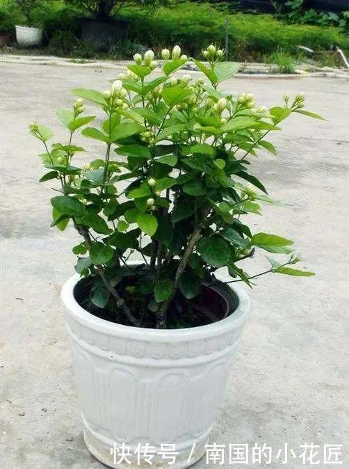 阳光|这几种花养护就一个字“晒”,太阳好了晒一晒,越长越旺容易爆盆