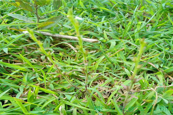 人称“草中黄金”，价值不输人参，农村人视为宝