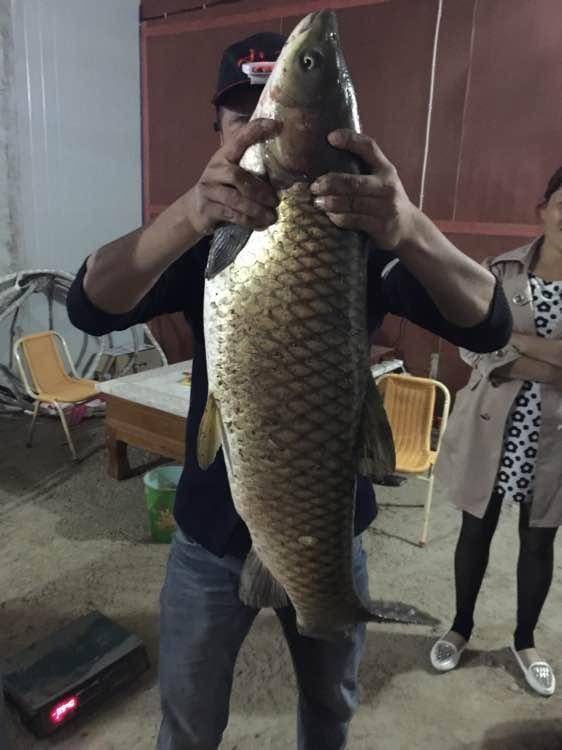  钓上来■这条大草鱼将近20斤，能钓上来真不容易