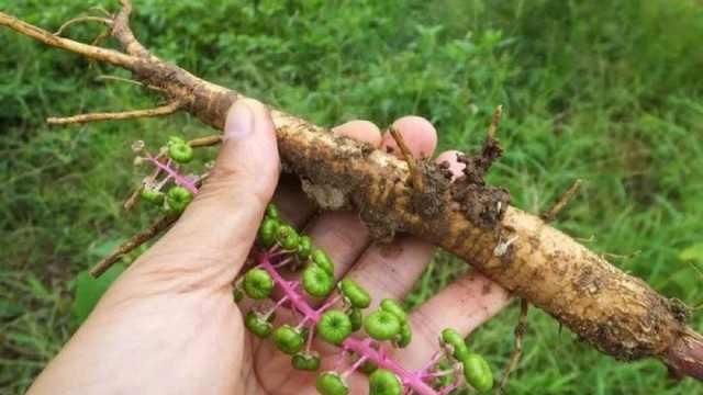  【本草】跟随道医学识中华本草商陆