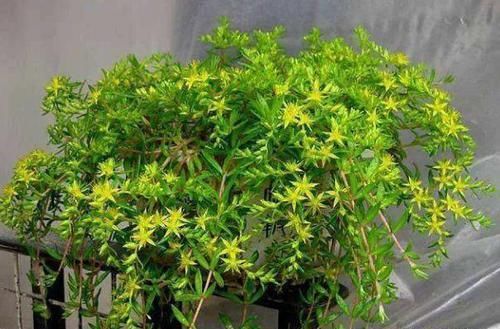  『花盆』长石缝里的小草，看到拔1棵，种花盆，浇水就生长，比吊兰美10倍