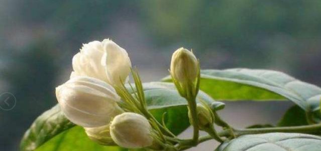  『阳光』这几种花卉适宜夏季种，爆盆快！快速让您阳台浪漫满屋、花香四溢
