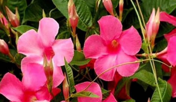 「美爆」这几种花,开花美寓意好,芳香四溢很宜人,美爆阳台满屋香