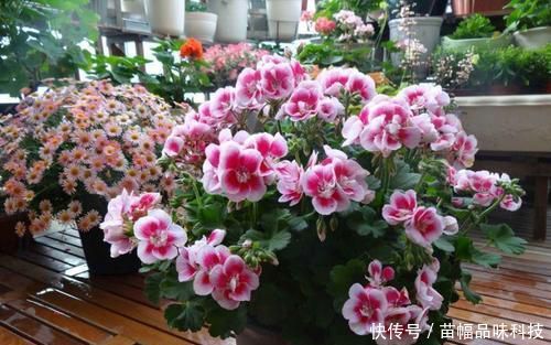  『养花』阳台养花选它，一年四季都开花，新手也会养，是盆栽佳品！