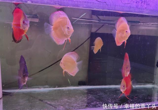  「鱼缸」八十厘米的鱼缸可以养什么热带鱼，金鱼、锦鲤可不可以？