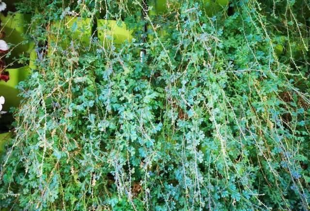 『精致』这些植物都可养在墙上,变精致的垂直植物景观,都可养在室内