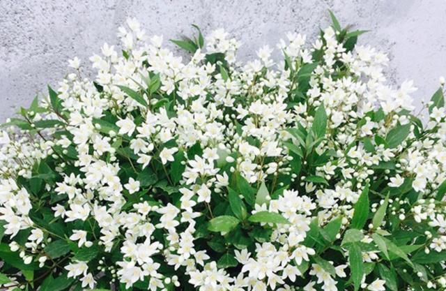  【铁线莲】六种花卉中的开花王，养一盆半年开成一片花海，超级美