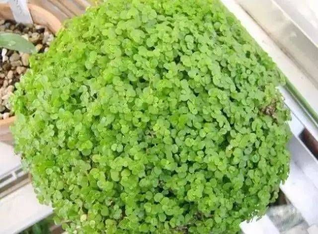 「越好」家里缺光也可以放心养的十种绿植,光越少长得越好