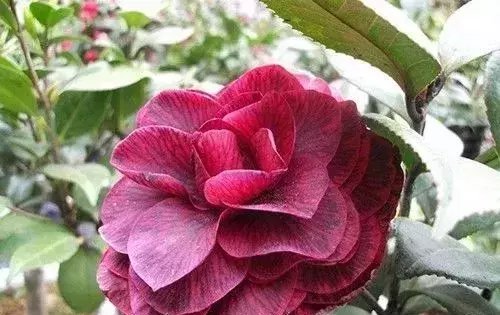 『难养』这5种花, 难养出名了, 养护要点全在这