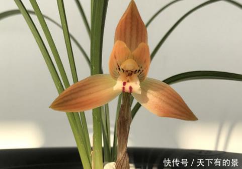  罗德斯@新手养花，不如养盆花中精品“罗德斯”，花色浓艳，红花似火