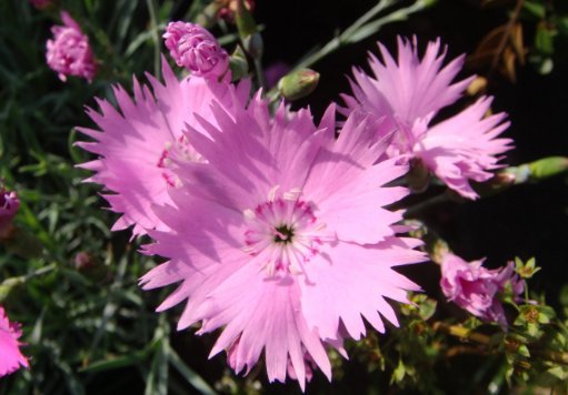  『小花』阳台光照强烈，养这几款小花，温度越高开花越旺，花开满屋飘香！