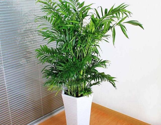  『阳光』不需要阳光的室内植物有哪些