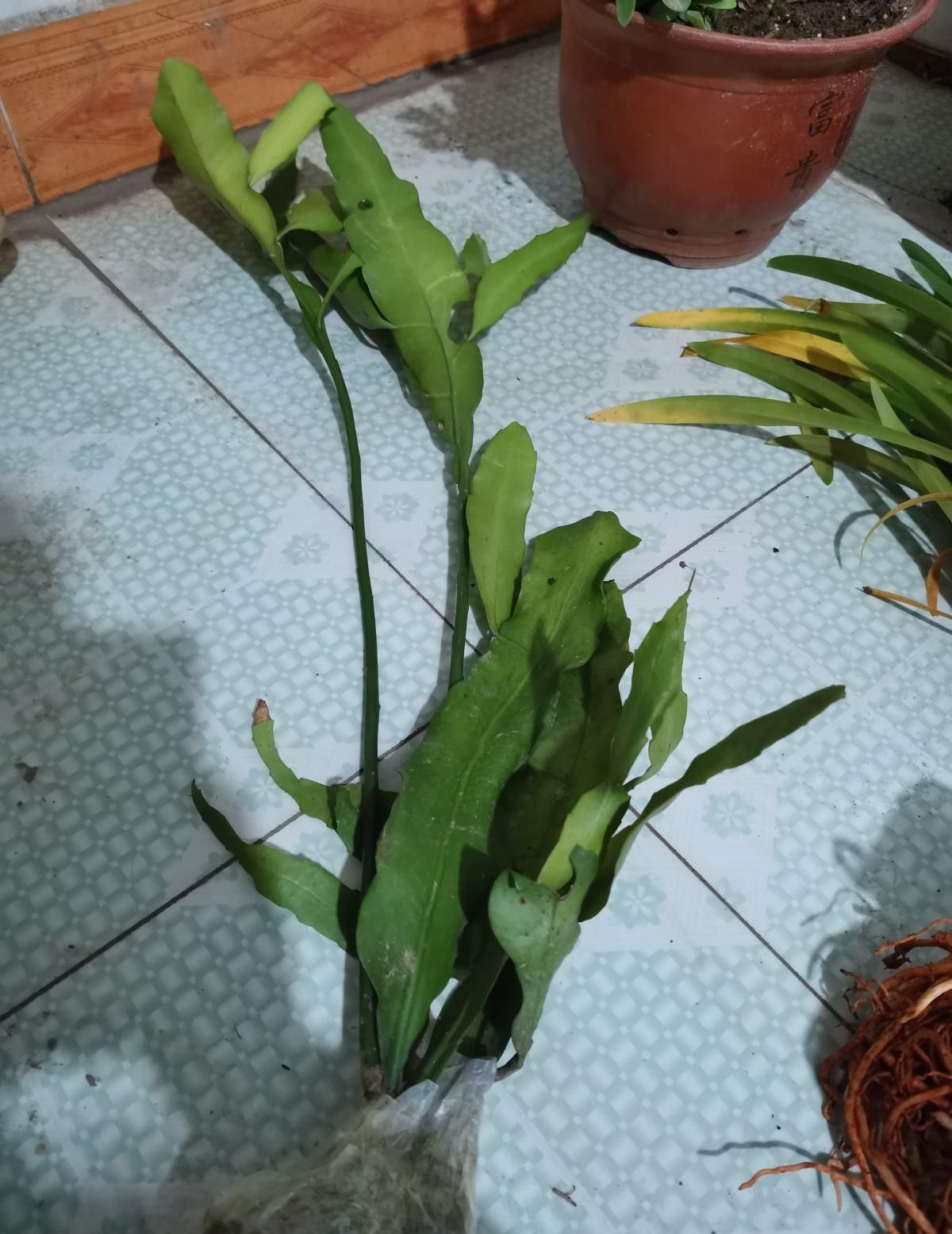  家里：昙花切一截重要部位插土里，今年就能开花，神秘幽香惹人醉！
