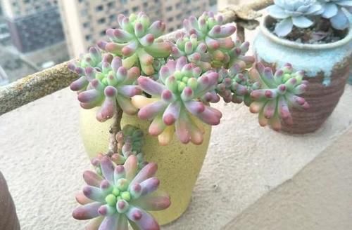  露养■多肉露养好时节：扔外面，1个月没管，美得跟整容了一样！