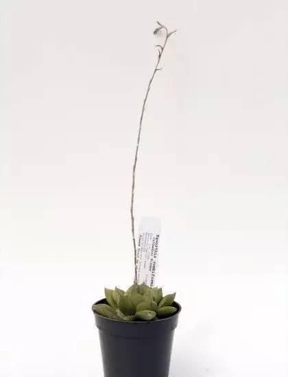  「玉露」水晶掌（宝草、玉露）的养护介绍