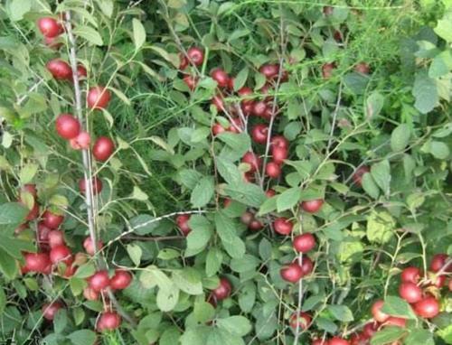 山林里的“红灯笼”，曾经掉落一地没人捡，现在农民种植致富