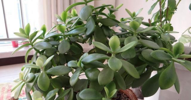  #植物#睡不好觉？这五种植物适合放卧室，带来好睡眠又净化空气！