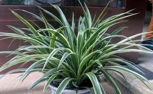  #枝繁叶茂#用这个垃圾养花，植物都喜欢，一年不用施肥，也能枝繁叶茂！