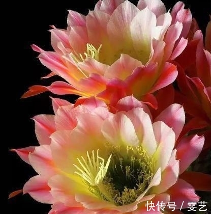 【漂亮】最美丽的“排名第三的”花三种“各自都令人惊叹！幸福的玫瑰也叫