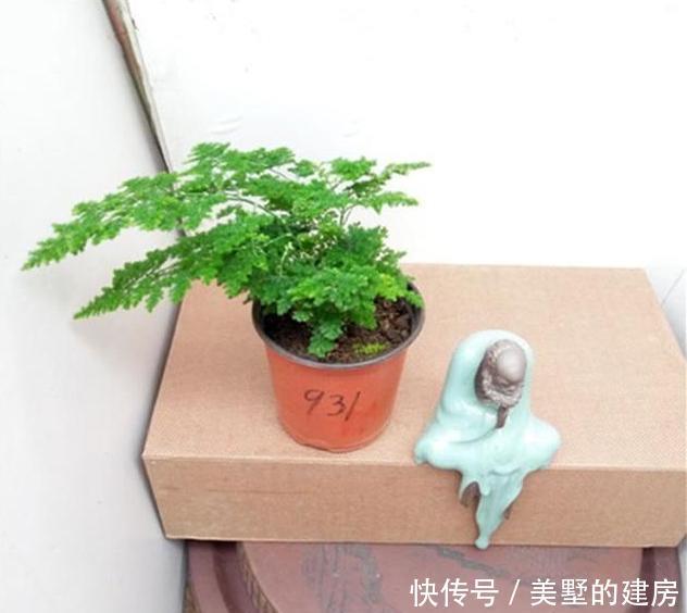 『拥有』这种“杀菌花”,家里摆一盆,养眼还养人,家人身体好,值得拥有