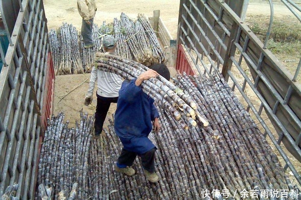  【愿意】价格一年比一年贵，1亩地可产8吨，不愁销路，但农民却