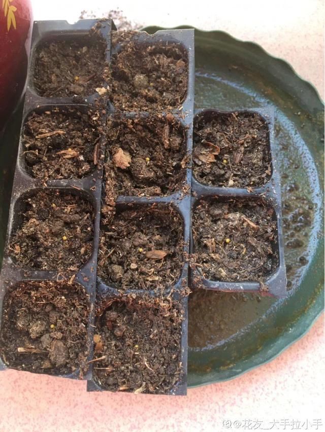  『照好的地方』4月养花，这6件事必须做，晚了再也不开花！
