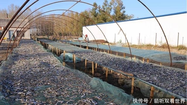  【远离】农民“骗局”再次来袭！特别是这3类“挣钱”的项目，要