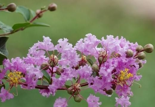  【勤劳】阳台养3种“勤劳花”，见光蹭蹭长，2月不管它，照样花开四季