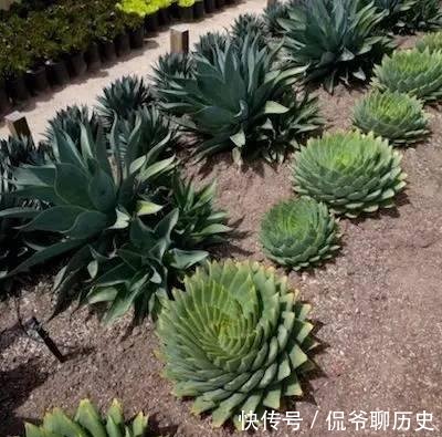 『花园』有一个多肉花园是一种怎样的体验