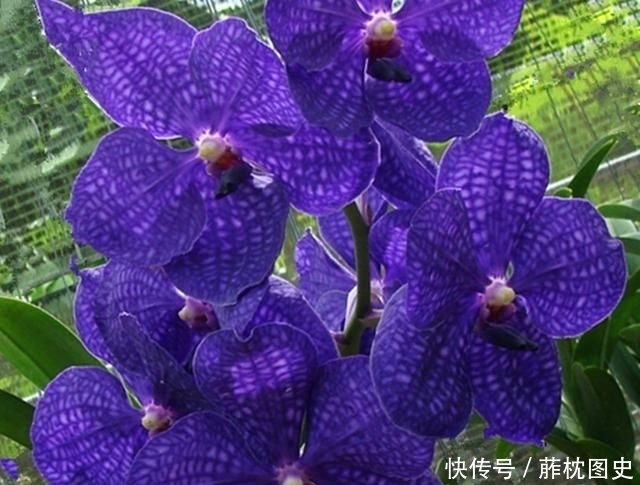 老爸@老爸买了两盆兰花很特别,养兰这么多年还头一次见过