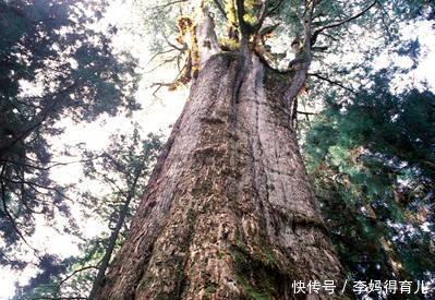 中国千年古树有多少棵?你游历过几颗呢?五大古树名木为你推荐