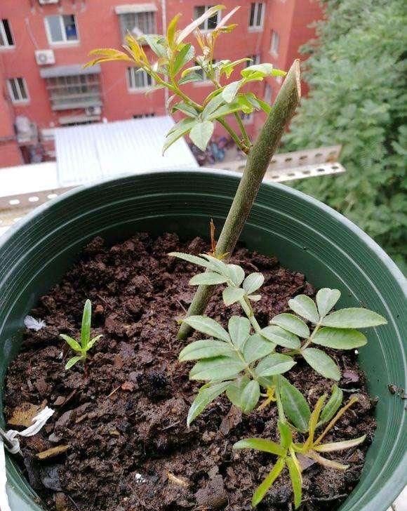 「植物」有院子养“2种花”,一枝窜到3米高,开花多又香,美到惊艳