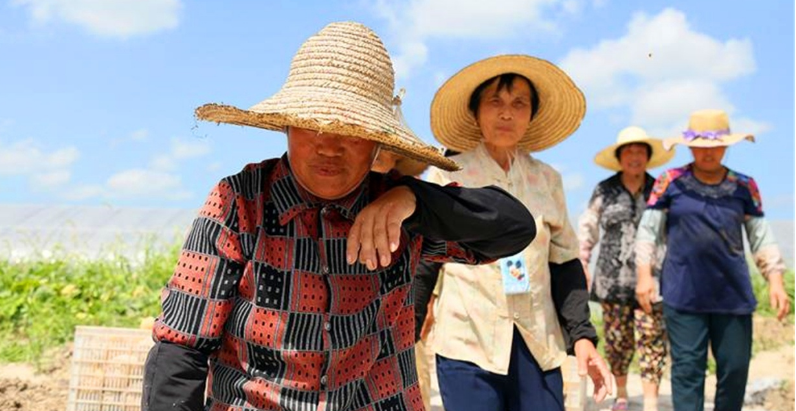  「农民」农村这一作物，客商一毛一斤不愿给，地里堆积如小山，