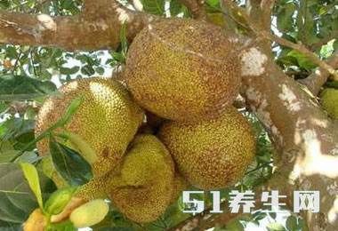 这棵果树一个果子就上百斤,关键是你不朝它砍