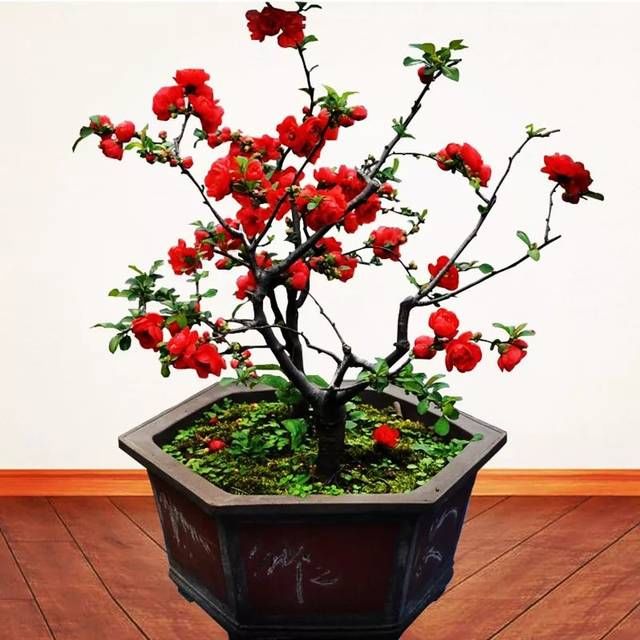  「西府海棠」人间最美四月天，百花齐放争鸣时，唯有海棠最妖娆！