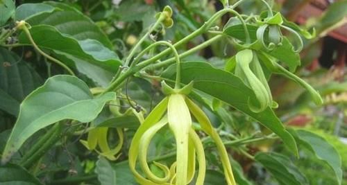  植物■这植物的花朵，若长在您家乡，请别随意采摘，当今价值珍