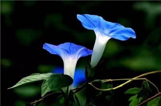  「矮牵牛的繁」这两种花都叫“牵牛花”，却一个“高”一个“矮”
