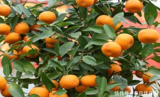  网带：过年送人什么花好盆栽？考拉园艺网带你了解过年如何送人盆栽
