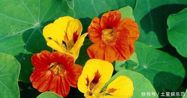 旱金莲@这花一开花就停不下来,爆盆力满满,四季开花真漂亮