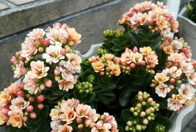  着非常好■这“3种”花水培更容易，丢水里“7天”就生根，养1盆“爆”1盆！