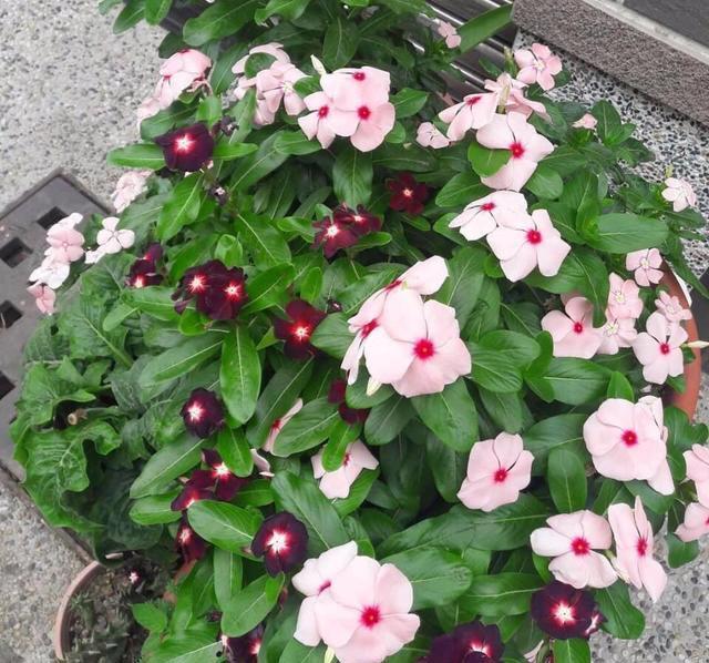 扦插繁殖■开花很勤、很美的“3种花儿”，给点阳光就开花，一直开花不断