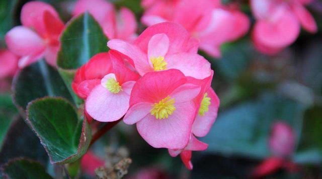  『寓意』3种花适合夏天养，开花爆盆非常容易，四季开花不断，寓意非常好