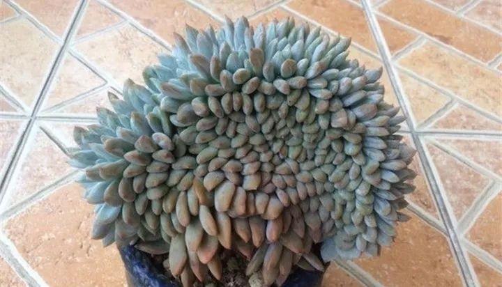  可遇：可遇不可求的多肉缀化，好期待也能中个奖