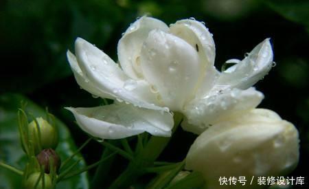 新叶:茉莉叶子老干焦?给它换换土,新叶花苞一起长