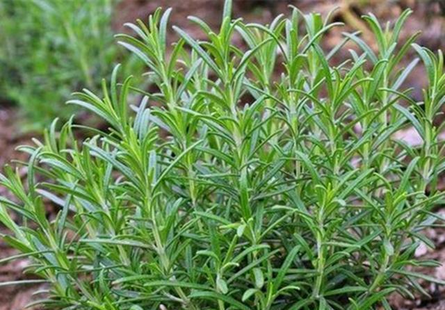  芳香：芳香驱蚊的迷迭香，春天养护注意4个问题，才会旺盛生长香气迷人