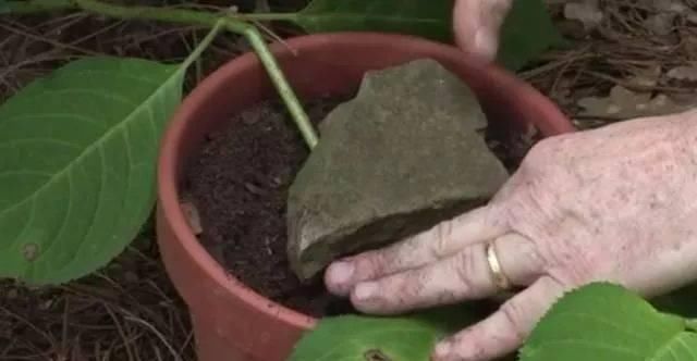  剥皮的部分：学会用压条繁殖植物，就感觉播种和扦插植物弱爆了，你喜欢哪种？